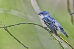 Cerulean Warbler, Setophaga cerulea