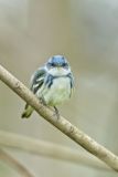 Cerulean Warbler, Setophaga cerulea