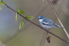 Cerulean Warbler, Setophaga cerulea