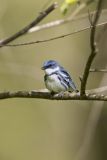 Cerulean Warbler, Setophaga cerulea