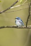 Cerulean Warbler, Setophaga cerulea