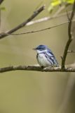 Cerulean Warbler, Setophaga cerulea