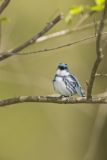 Cerulean Warbler, Setophaga cerulea