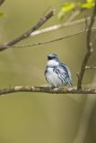 Cerulean Warbler, Setophaga cerulea
