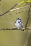 Cerulean Warbler, Setophaga cerulea
