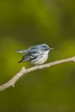 Cerulean Warbler, Setophaga cerulea