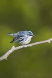 Cerulean Warbler, Setophaga cerulea