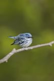 Cerulean Warbler, Setophaga cerulea