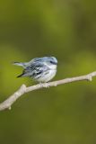 Cerulean Warbler, Setophaga cerulea