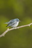 Cerulean Warbler, Setophaga cerulea