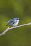 Cerulean Warbler, Setophaga cerulea