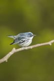 Cerulean Warbler, Setophaga cerulea