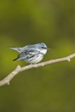 Cerulean Warbler, Setophaga cerulea