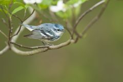 Cerulean Warbler, Setophaga cerulea