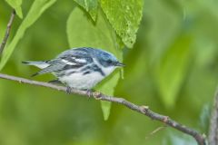 Cerulean Warbler, Setophaga cerulea