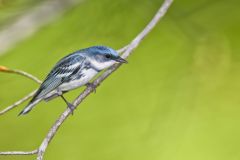 Cerulean Warbler, Setophaga cerulea