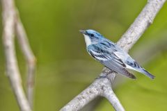 Cerulean Warbler, Setophaga cerulea