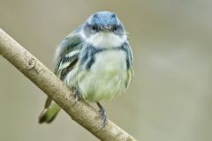Cerulean Warbler, Setophaga cerulea