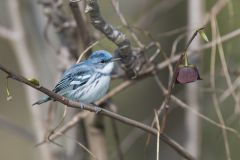 Cerulean Warbler, Setophaga cerulea