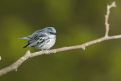 Cerulean Warbler, Setophaga cerulea
