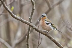 Chaffinch, Fringilla coelebs