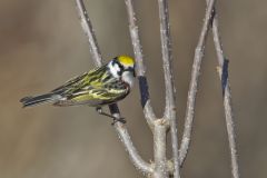 Chestnut-sided Warbler, Setophaga pensylvanica