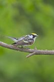 Chestnut-sided Warbler, Setophaga pensylvanica