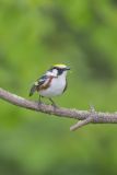 Chestnut-sided Warbler, Setophaga pensylvanica