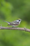 Chestnut-sided Warbler, Setophaga pensylvanica