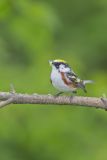 Chestnut-sided Warbler, Setophaga pensylvanica