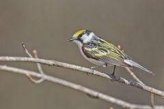 Chestnut-sided Warbler, Setophaga pensylvanica