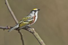 Chestnut-sided Warbler, Setophaga pensylvanica