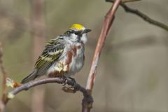 Chestnut-sided Warbler, Setophaga pensylvanica