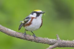Chestnut-sided Warbler, Setophaga pensylvanica