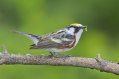 Chestnut-sided Warbler, Setophaga pensylvanica