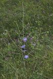 Chicory, Cichorium intybus