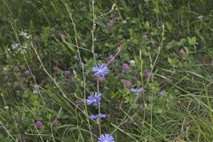 Chicory