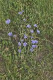 Chicory, Cichorium intybus