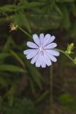 Chicory, Cichorium intybus