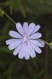Chicory, Cichorium intybus