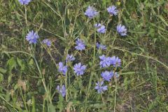 Chicory, Cichorium intybus
