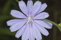 Chicory, Cichorium intybus