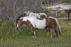 Chincoteague pony, Equus ferus caballus