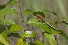 Mantis