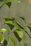 Chinese Praying Mantis, Tenodera sinensis