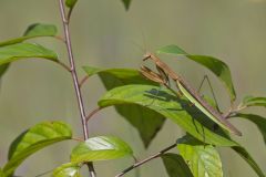 Chinese Praying Mantis, Tenodera sinensis