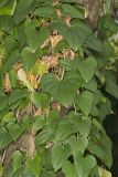 Chinese Yam, Dioscorea polystachya