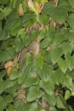 Chinese Yam, Dioscorea polystachya
