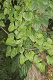 Chinese Yam, Dioscorea polystachya