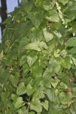 Chinese Yam, Dioscorea polystachya